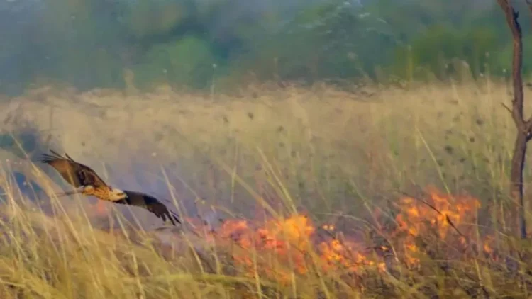 Aves que espalham fogo? A bizarra teoria que minimiza o impacto humano nos incêndios. Foto: Reprodução