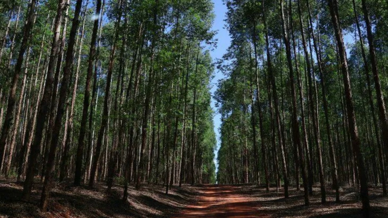 Gigante multinacional RGE, em parceria com a Bracell, revoluciona o Brasil com um investimento bilionário na construção de uma mega fábrica de celulose, gerando milhares de empregos